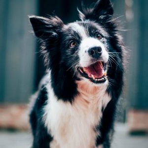 baptist-standaert-mx0DEnfYxic-unsplash-min baptist-standaert-mx0DEnfYxic-unsplash-min