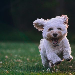 joe-caione-qO-PIF84Vxg-unsplash (1)-min joe-caione-qO-PIF84Vxg-unsplash (1)-min